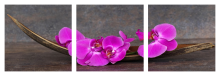 Obraz 3dílný -90x30 kvetina