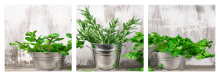 Obraz 3 dílný -90x30 bylinky