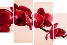 Obraz 4dílný orchidej II